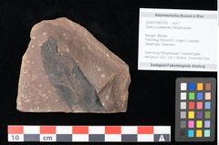 Foto (Objekt + Etikett) von Quercus palaeoilex Ettingshausen (NHMW-GEO-2024-0188-0769)